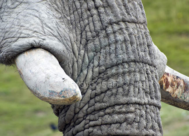 Закриття африканського слона — стокове фото