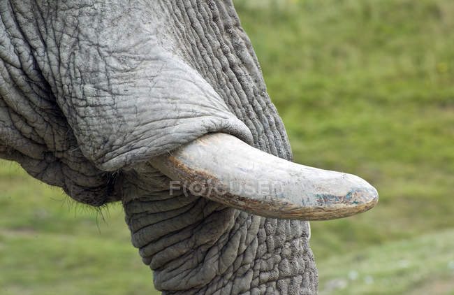Close up de elefante africano — Fotografia de Stock
