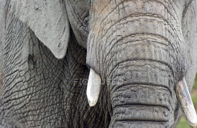 Primer plano del elefante africano - foto de stock