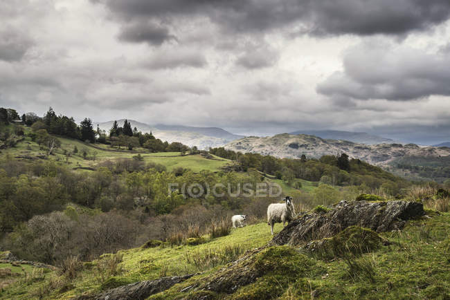 Sheep on hillside landscape — Stock Photo