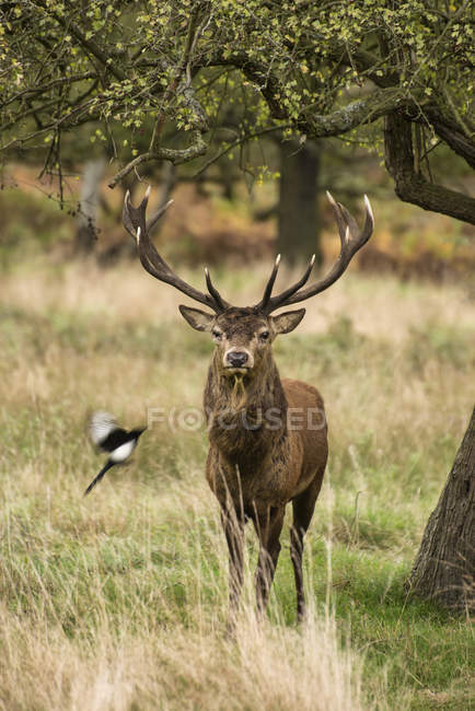 Majestic red deer stag — Stock Photo