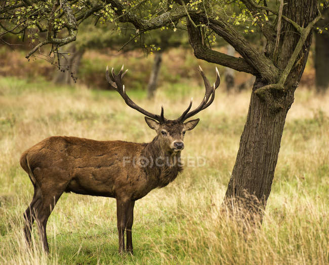 Cervo rosso maestoso cervo — Foto stock