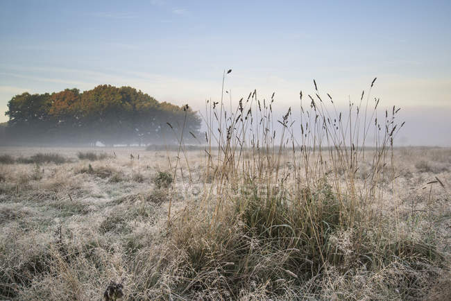 Sunrise foggy landscape over frost covered field — Stock Photo