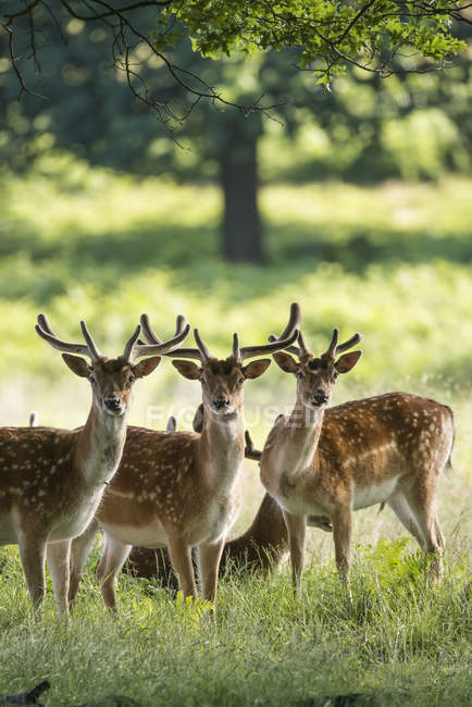 Fallow Deer stags and bucks — Stock Photo