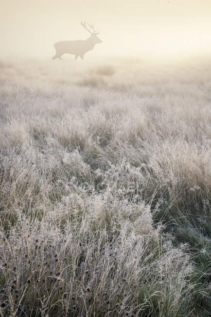 Ciervo rojo en espesa niebla amanecer - foto de stock