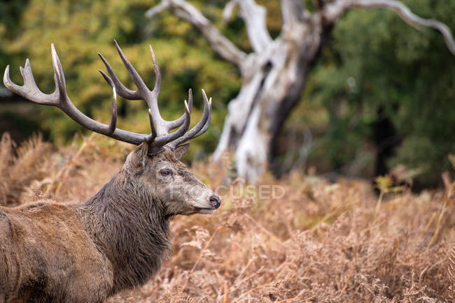 Red deer stag — Stock Photo