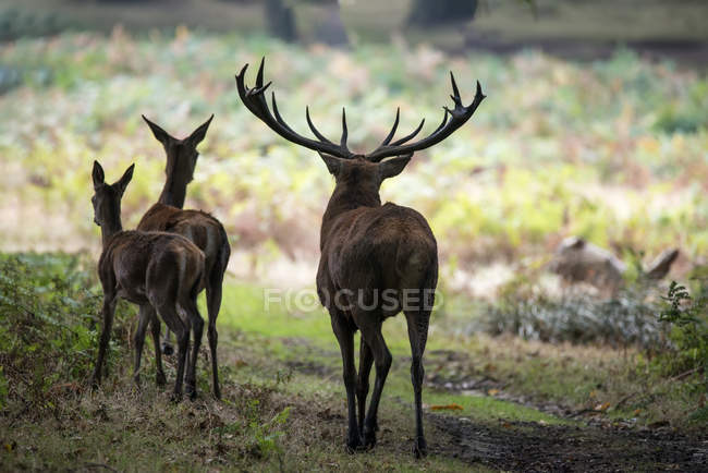 Family group herd of red deer stag — Stock Photo
