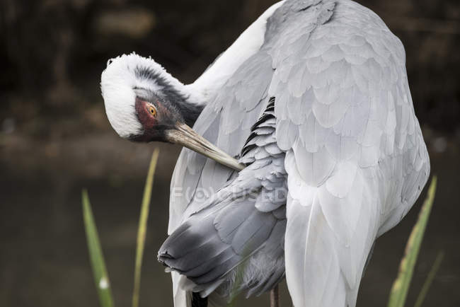 Білий голий журавель птах — стокове фото
