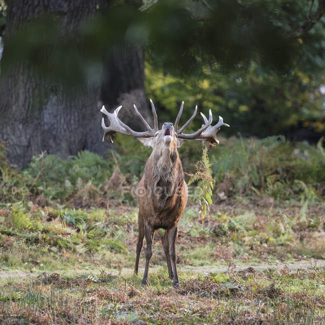 Cervo rosso maestoso cervo nel paesaggio forestale — Foto stock