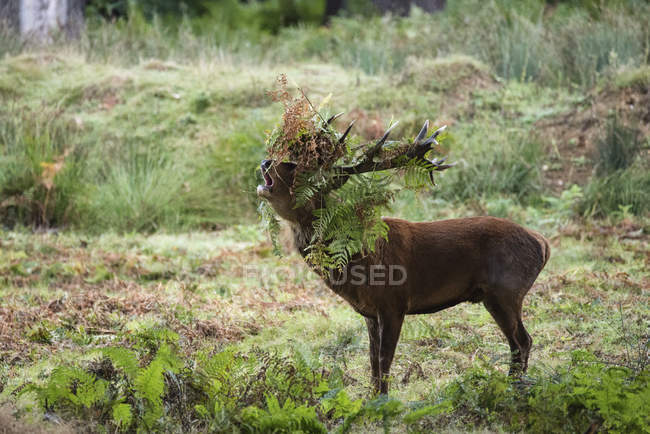 Majestuoso ciervo rojo ciervo en el paisaje forestal - foto de stock