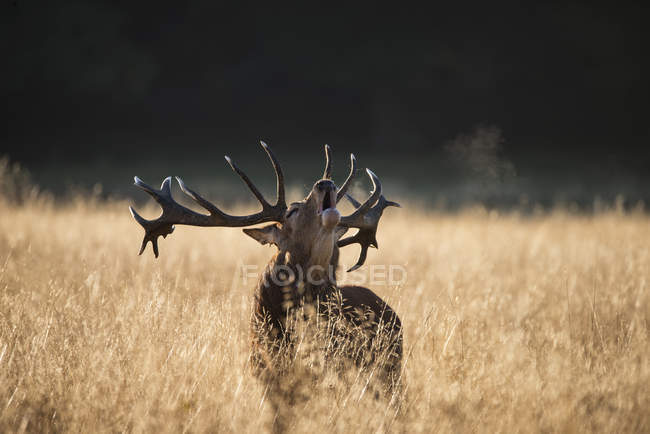 Red deer stag in open grasss field — Stock Photo