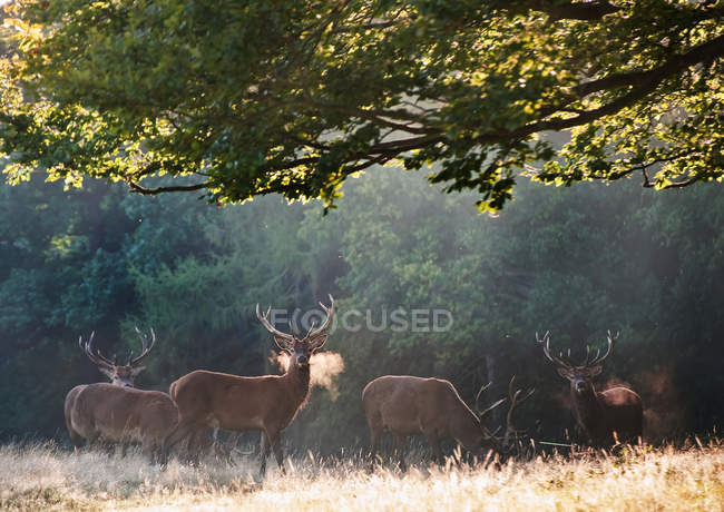 Ciervos rojos - foto de stock