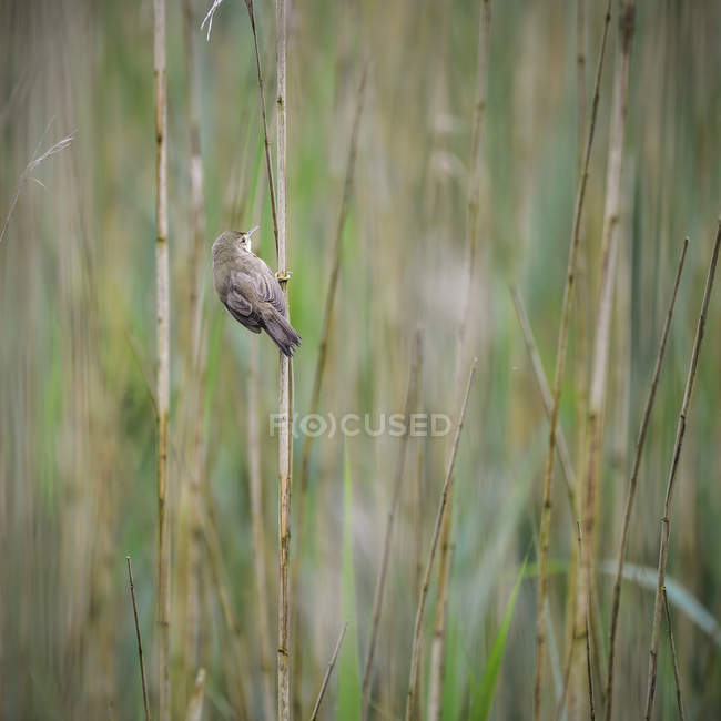 Beautiful reed warbler on reed — Stock Photo