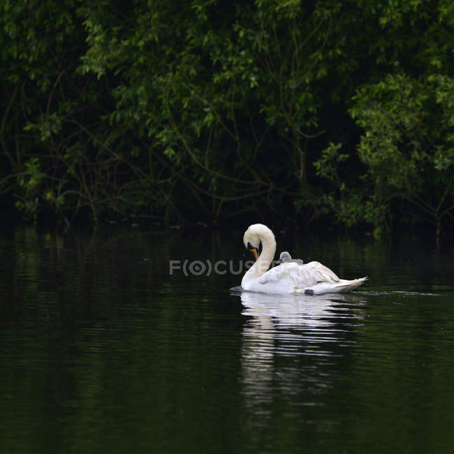 Swan with cygnet on back — стоковое фото