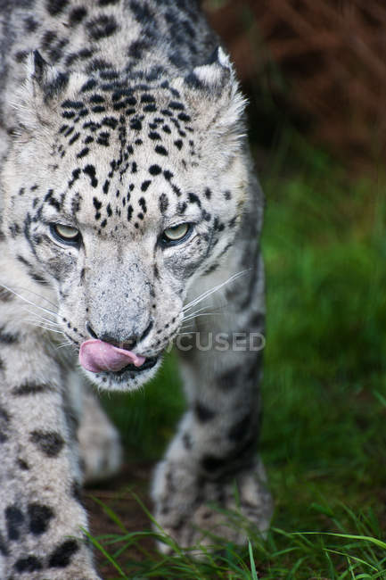 Snow Leopard Panthera en cautiverio - foto de stock