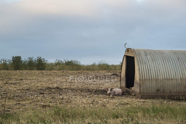 Cultivo de cerdos en South Downs - foto de stock