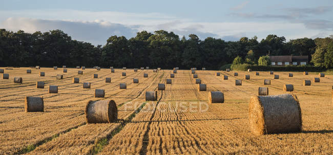Fardos de feno em campo de verão — Fotografia de Stock