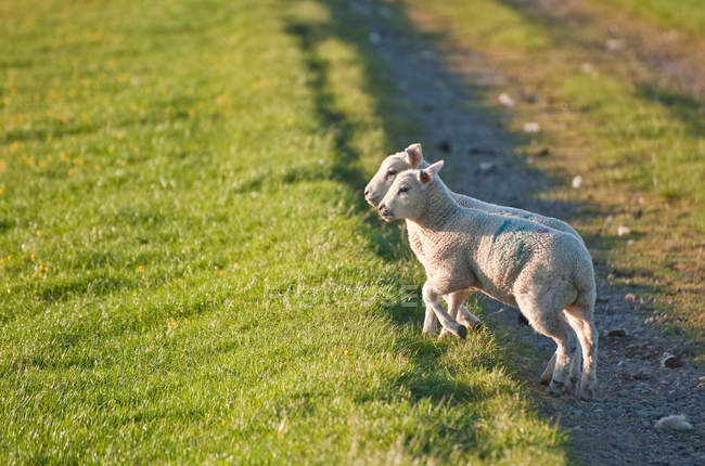 Coppia di agnelli in campagna — Foto stock