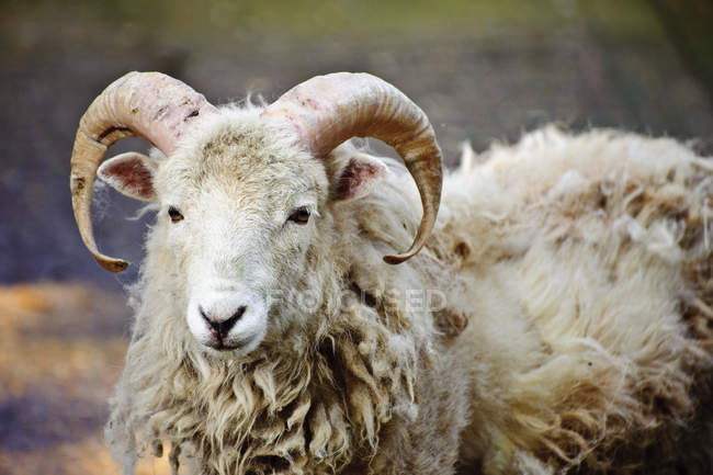 Southdown sheep ram on farm — Stock Photo