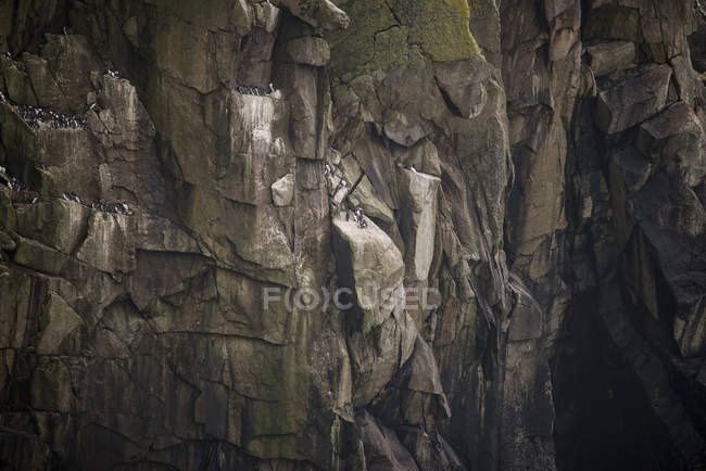 Birds nesting on cliff face — Stock Photo