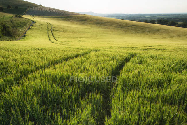Пшеничне поле в літньому сонячному світлі — стокове фото