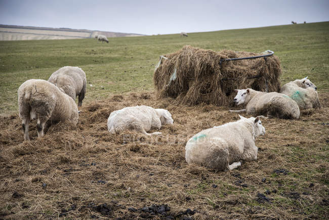 Ovelhas na paisagem da fazenda no dia ensolarado — Fotografia de Stock