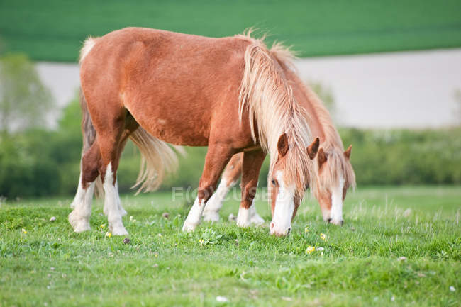 Pferde in der bäuerlichen Landwirtschaft — Stockfoto