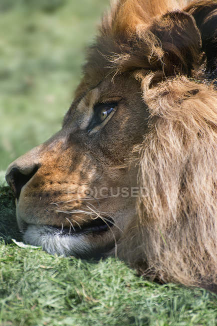 Портрет спящего африканского атласного льва — стоковое фото