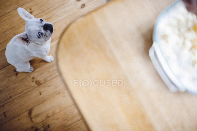 Cão sentado perto da mesa com bandeja de cozimento — Fotografia de Stock