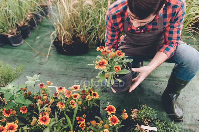 Jardineiro verificando flor no jardim — Fotografia de Stock