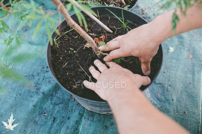 Jardineiro planta de plantio em balde — Fotografia de Stock