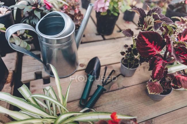 Ferramentas de jardinagem com várias plantas — Fotografia de Stock