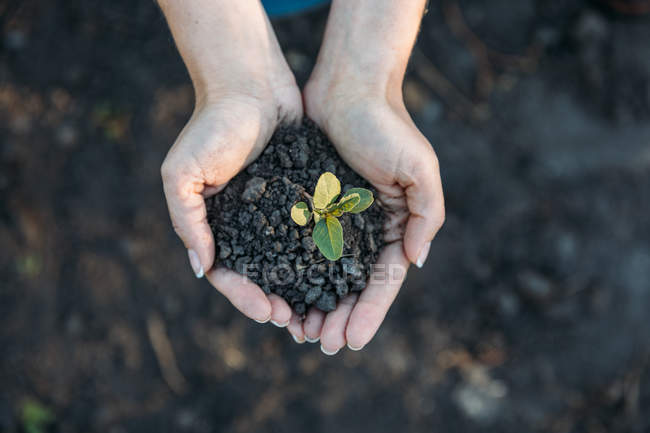 Mãos segurando planta jovem com solo — Fotografia de Stock