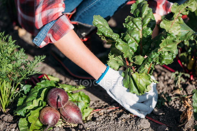 Farmer harvesting beets — Stock Photo