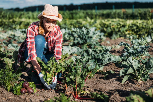 Farmer harvesting beets — Stock Photo