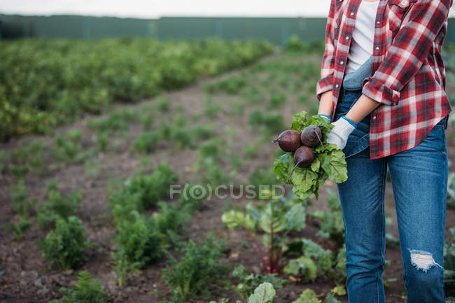 Ganadero de remolacha en el campo - foto de stock