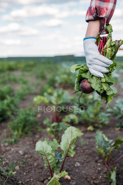 Ganadero de remolacha en el campo - foto de stock