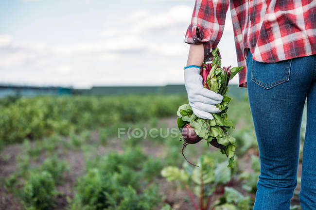 Agricultor que detém beterrabas no campo — Fotografia de Stock