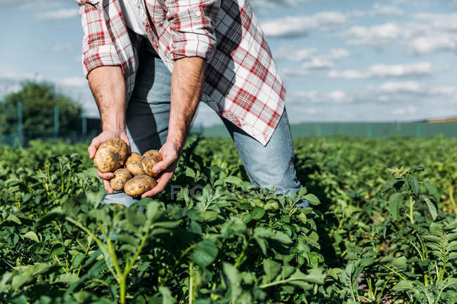 Agricultor detentor de batatas no campo — Fotografia de Stock