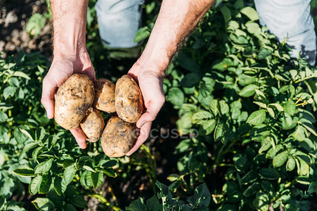 Agricultor que tiene patatas en el campo - foto de stock