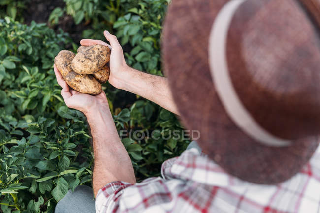 Agricultor que tiene patatas en el campo - foto de stock