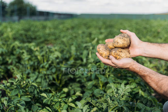 Farmer holding potatoes in field — Stock Photo