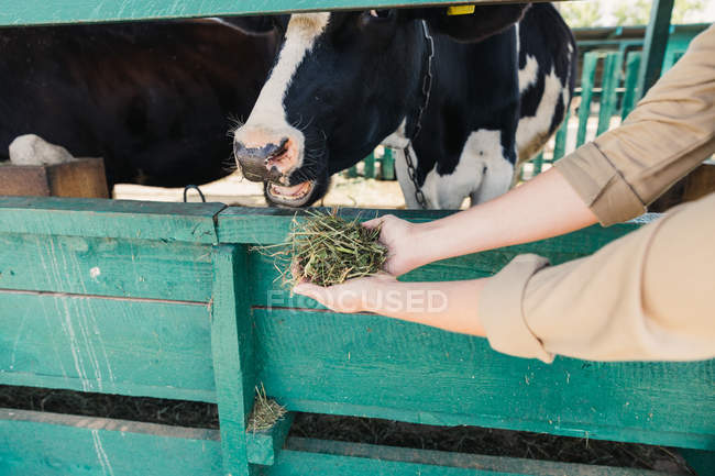 Agriculteur nourrissant les vaches en stalle — Photo de stock