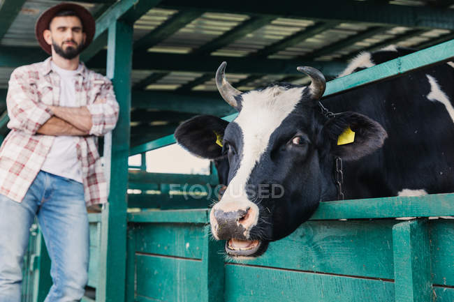 Agriculteur regardant vache en stalle — Photo de stock