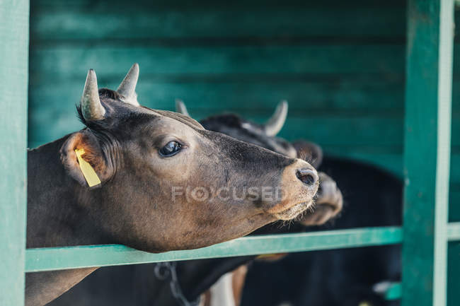 Коричневі корови на фермі — стокове фото