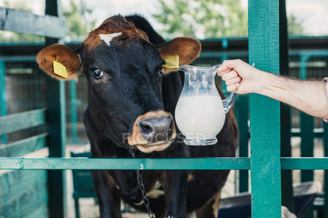 Agriculteur avec du lait frais en stalle — Photo de stock