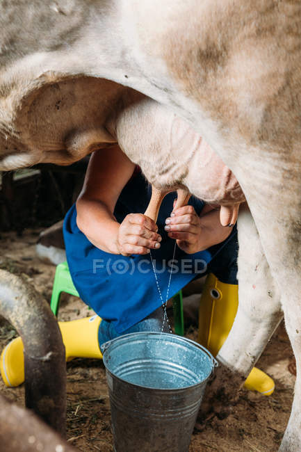Farmer milking cow — Stock Photo