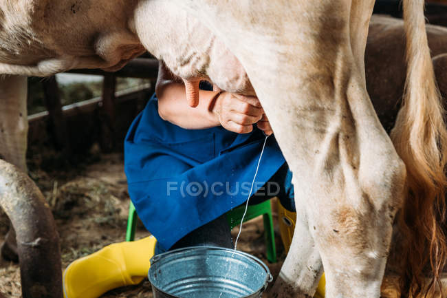 Farmer milking cow — Stock Photo