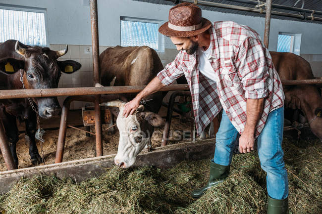 Agriculteur mâle nourrissant les vaches — Photo de stock