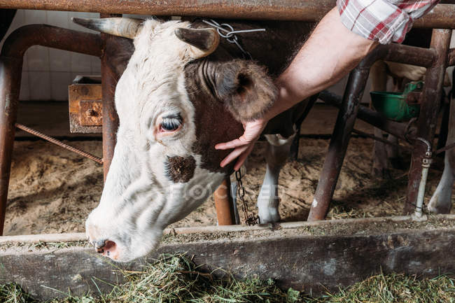 Farmer feeding cow — Stock Photo